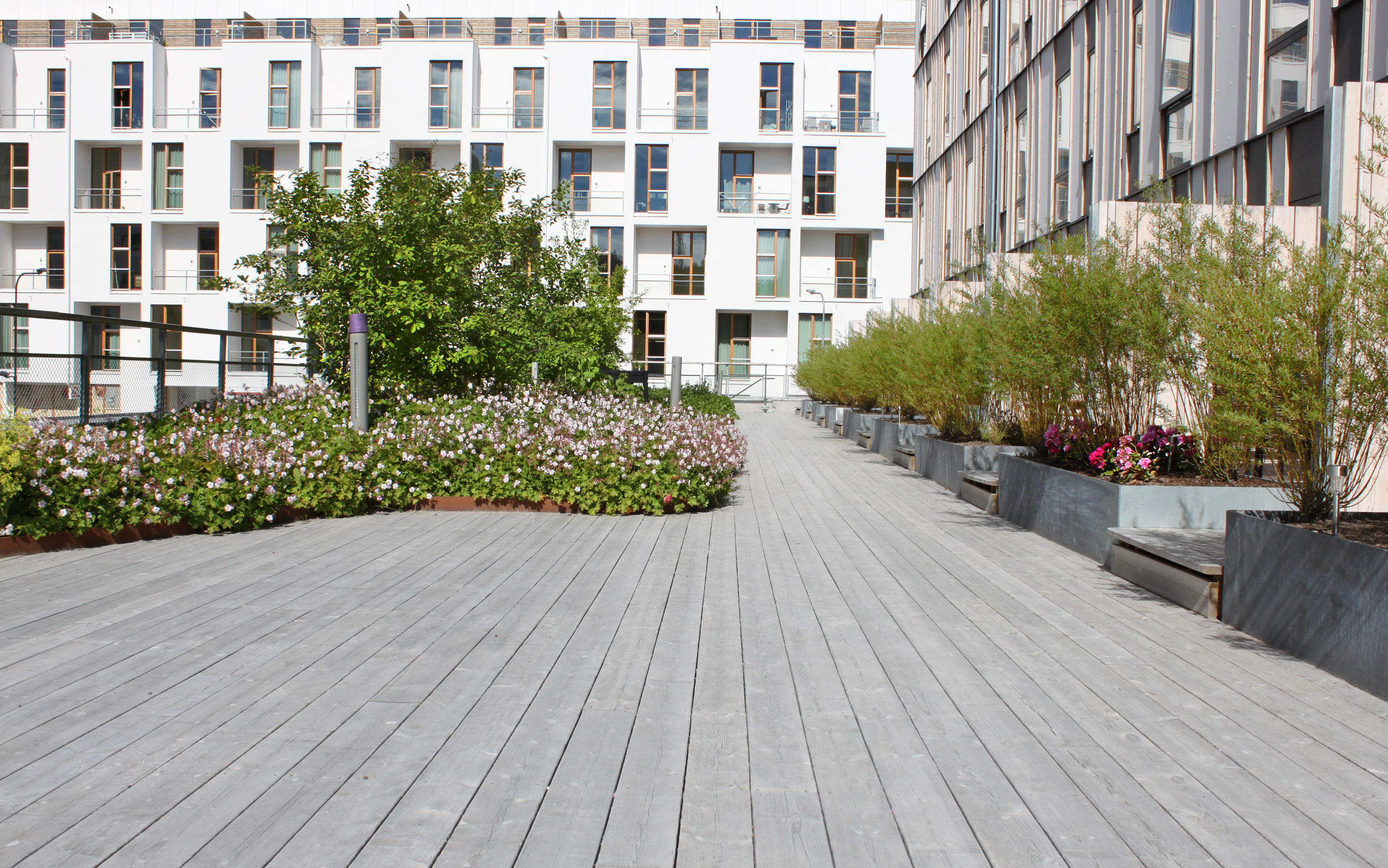 Geranium Cantabrigiense “Biokovo” prosper in sunny or semi-shade warm areas. Plant bed with Geraniums and benches surrounded by residential buildings.